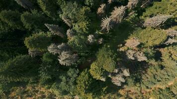 Drone video of the forest, top down view