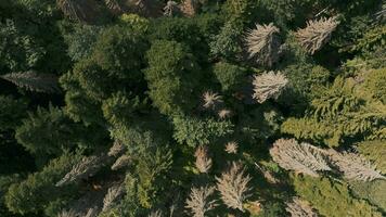 Drone video of the forest, top down view