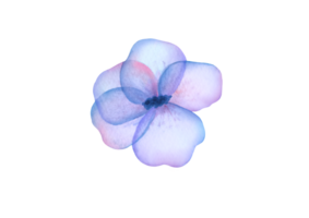 ett enda transparent vattenfärg blå blomma isolerat på transparent bakgrund. söt blommig skära ut klämma konst design element png