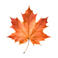 A golden maple leaf png