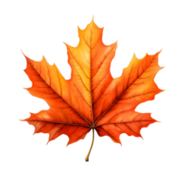 A golden maple leaf png