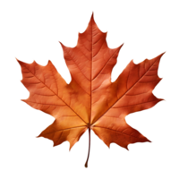 A golden maple leaf png