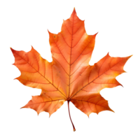 A golden maple leaf png