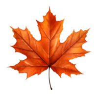 A golden maple leaf png