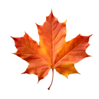 A golden maple leaf png