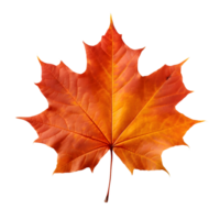 A golden maple leaf png