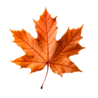 A golden maple leaf png