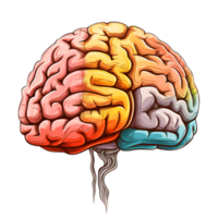 Brain strokes that divide different parts with different colors Ai Generative png