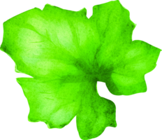 melon feuilles Frais png