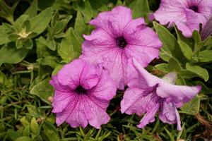 beautiful petunia flowers in the garden photo