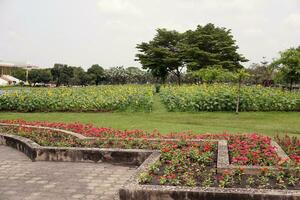 beautiful garden in the park photo