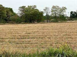 close up rice field, agriculture farming photo