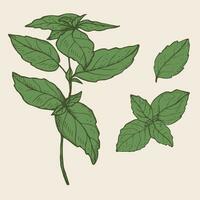 Basil plant drawing vector illustration on isolated background. Hand drawn doodle with basil leaves and branch, fragrant herb, seasoning spice, food. For design, packing, label, print, paper, card