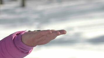 Close up shot, a Nuthatch bird pecks seeds on a person's hand in a winter forest. Concept of the International Day of Birds video