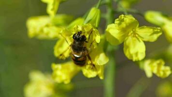 Close up shot, a bee on a yellow flower collects nectar on a sunny summer day video