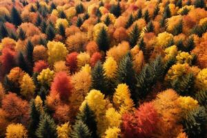 Aerial view of an enchanting autumn forest with vibrant hues of orange, red, and gold photo