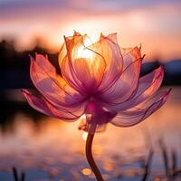 a pink flower with sunset in the background photo