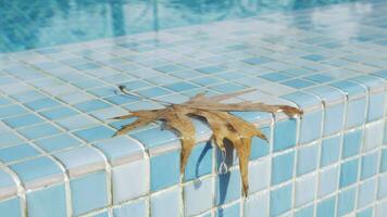 un' avvicinamento di un' bagnato arancia foglia su un' nuoto piscina confine video