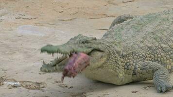 crocodilo comendo Está presa video