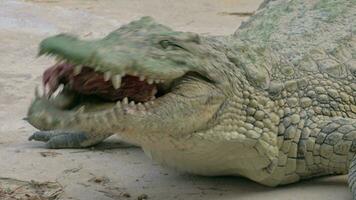 Crocodile with meat in its mighty jaws video