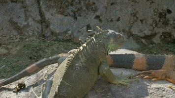 iguane bain de soleil sur le pierre video