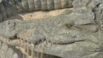 Krokodil Essen Fleisch Kopf Aussicht mit mächtig Kiefer video