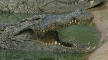 krokodil i vatten med öppen käftar video