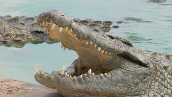 Open jaws of large crocodile in water video