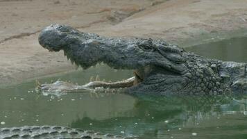 Crocodile with open mouth in water video