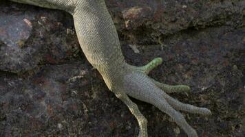 ampla verde iguana dentro a Sol video