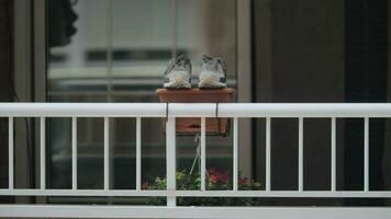 Trocknen Sportschuhe auf das Balkon video