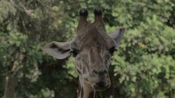 giraffe schoonmaak neusgaten met tong video