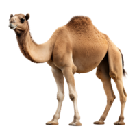 Camel is standing from front view ai generative png