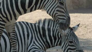 zebras no zoológico video