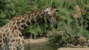 Giraffe in the zoo video