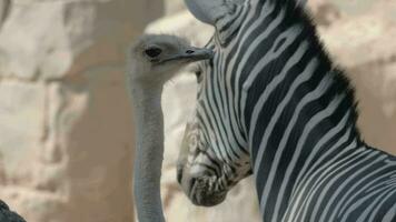 avestruz y cebra en el zoo video