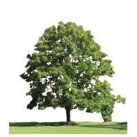 big tree isolated on transparent background png