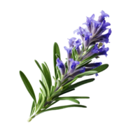 ai generativo lavanda plantas roxa flores transparente fundo png