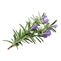 AI Generative lavender plants purple flowers transparent background png