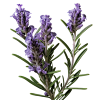 ai generativo lavanda plantas roxa flores transparente fundo png