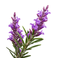 AI Generative lavender plants purple flowers transparent background png