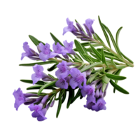 ai generativo lavanda plantas roxa flores transparente fundo png