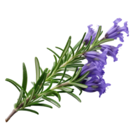 ai generativo lavanda plantas roxa flores transparente fundo png