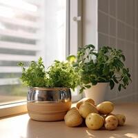 potatoes and pot greens on table in front window photo