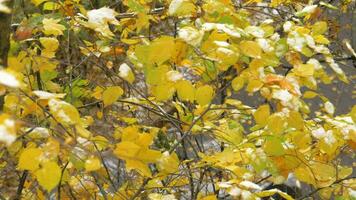 Herbst Baum mit einer Blatt fallen Nieder video
