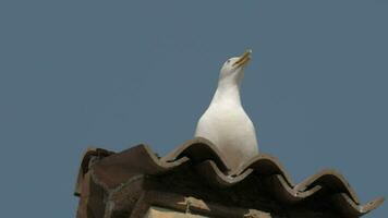 Gaviota graznando en un italiano embaldosado techo video