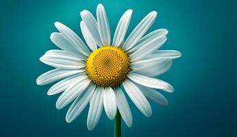 daisy flower isolated on blue background AI Generated photo