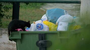 rua gato quer para pegue Comida dentro a deposito de lixo video