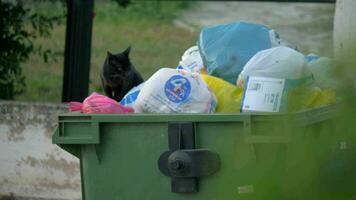 extraviado gato encontró algunos comida en el contenedor de basura video