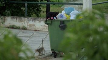 extraviado gatos explorador contenedor de basura a obtener algunos comida video
